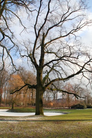 Bomen in Park Groot Scholtenhagen