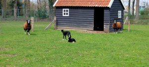 IMG-20210503-WA0003