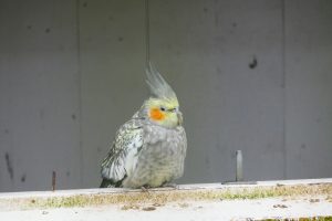 P1020509